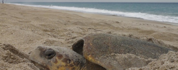 Гнездовье морских черепах в Арчи Карр Национальный заповедник дикой природы в Мельбурне-Бич, штат Флорида. Фото J. Roger Brothers